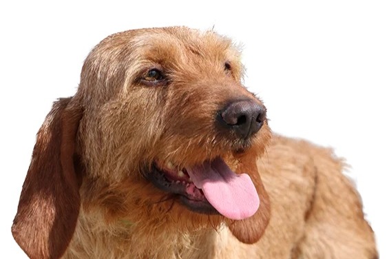 Vermisstmeldung Hund rassenmischung Männliche , 2025 jahre Barcugnan Frankreich Vermisstmeldung Hund rassenmischung Männliche , 2025 jahre Barcugnan Frankreich