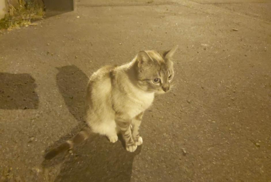 Fundmeldung Katze Weiblich , 2 Jahre Lourdes Frankreich