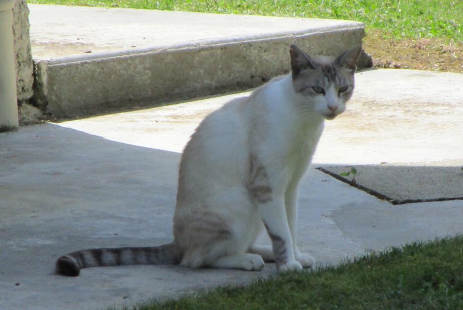 Disappearance alert Cat miscegenation Female , 13 years Lézignan France