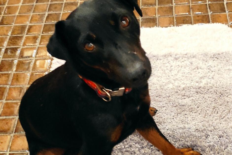 Disappearance alert Dog  Male , 3 years Moulédous France