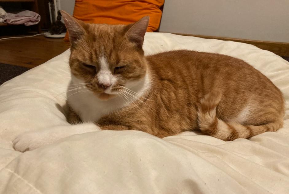 Alerta de Desaparición Gato Macho , 11 años Bordères-Louron Francia