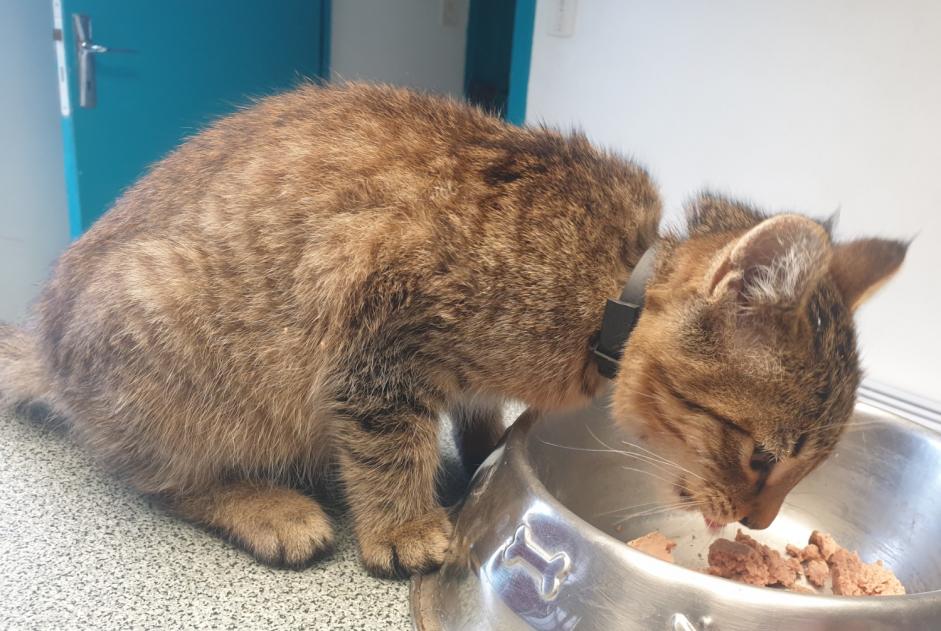 Alerta de Hallazgo Gato  Macho Arreau Francia