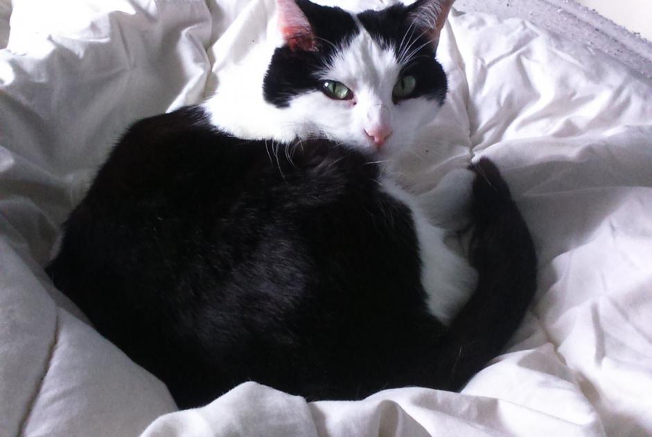 Alerte Disparition Chat Femelle , 12 ans Montaut-les-Créneaux France Alerte Disparition Chat Femelle , 12 ans Montaut-les-Créneaux France