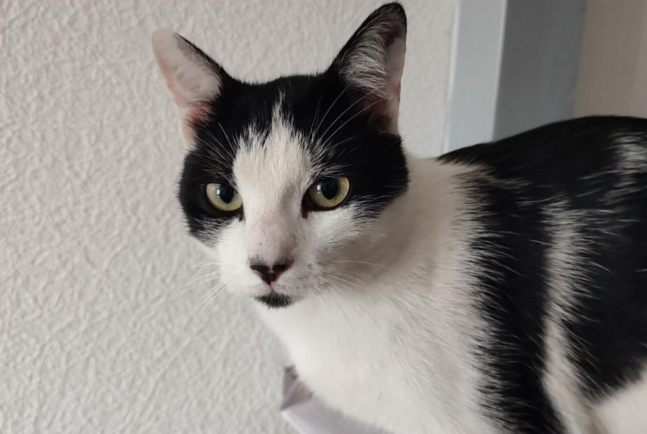 Alerte Disparition Chat croisement Mâle , 1 ans Montgaillard France