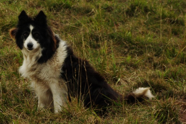 Alerte Disparition Chien Femelle , 11 ans Antichan France Alerte Disparition Chien Femelle , 11 ans Antichan France