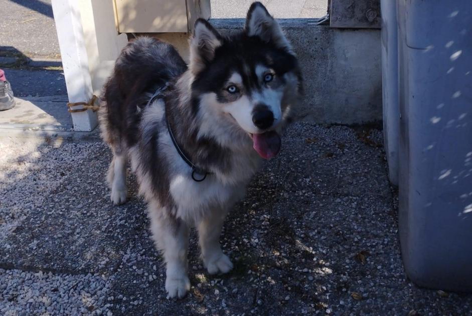 Alerte Découverte Chien  Femelle Tarbes France