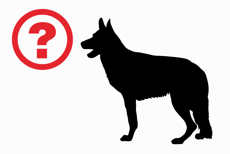 Disappearance alert Dog miscegenation Male , 3 years Horsarrieu France