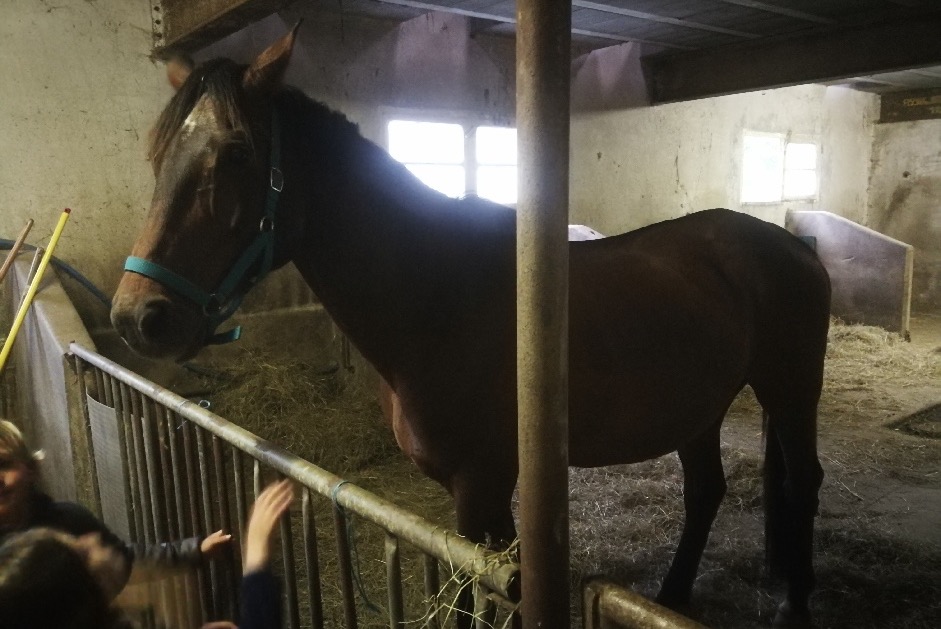Avviso Ritrovamento Cavallo Maschio Gerde Francia