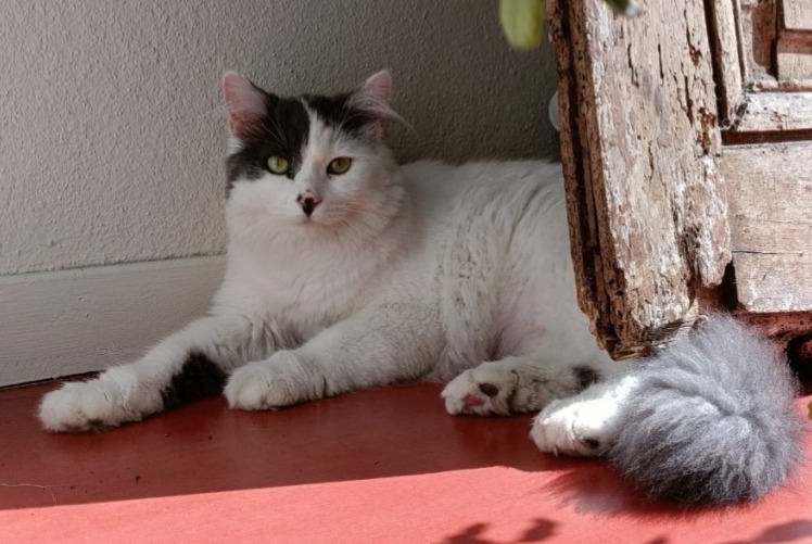 Avviso scomparsa Gatto Femmina , 1 anni Tarbes Francia