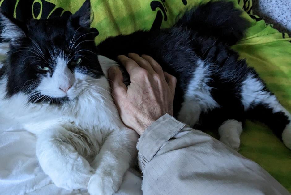 Avviso scomparsa Gatto Maschio , 1 anni Villemur Francia