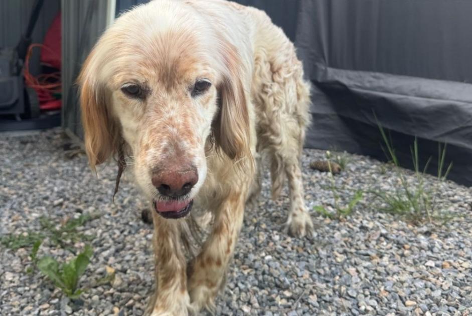 Ontdekkingsalarm Hond Mannetje Bordères-sur-l'Échez Frankrijk Ontdekkingsalarm Hond Mannetje Bordères-sur-l'Échez Frankrijk