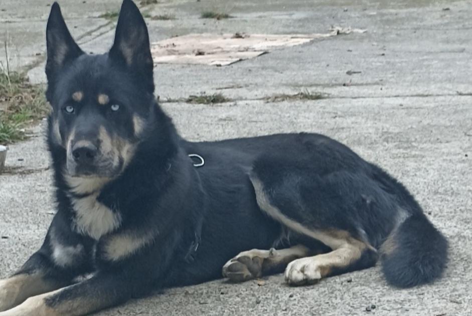 Alerta desaparecimento Cão cruzamento Macho , 3 anos Villenave-prés-Béarn France