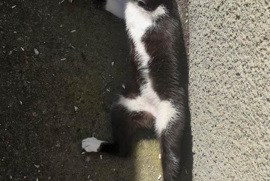 Alerta descoberta Gato cruzamento Fêmea Allier France