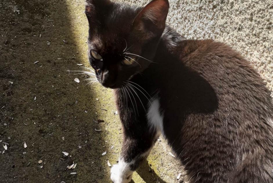 Alerta descoberta Gato cruzamento Fêmea Allier France